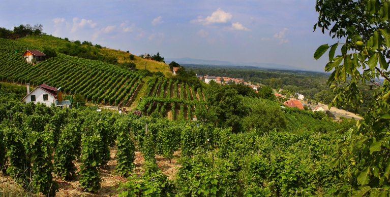 Vineyard near Tokaj